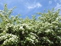 White hawthorn flowers on tree branch, Lithuania Royalty Free Stock Photo