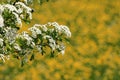 White hawthorn spring flowers meadow dutch countryside