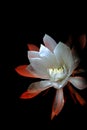 Epiphyllum in middle of the night Royalty Free Stock Photo