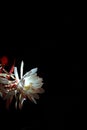 Epiphyllum in middle of the night Royalty Free Stock Photo