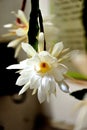 Epiphyllum in middle of the night Royalty Free Stock Photo