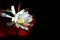 Epiphyllum in middle of the night Royalty Free Stock Photo