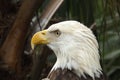 Bald eagle head shot with eyes and beak Royalty Free Stock Photo