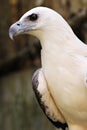 White Head Bald Eagle Sight Black Eye Royalty Free Stock Photo