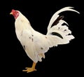 White Head chicken bantam, isolated Rooster on white Die cutting