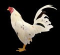 White Head chicken bantam, isolated Rooster on white Die cutting Royalty Free Stock Photo