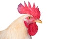 White Head chicken bantam ,isolated Rooster on white (Die cutting)