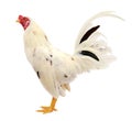 White Head chicken bantam, Rooster on white Die cutting