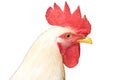 White Head chicken bantam ,Rooster on white (Die cutting)