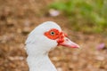 White head duck