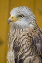 White Head Eagle - from side