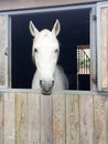 White head horse portrait in stable box Royalty Free Stock Photo