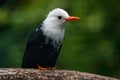 White-headed Black Bulbul, Hypsipetes leucocephalus white and black songbird. Bird sitting on tree branch, China. Rare bird in nat