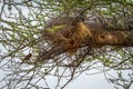 A White-headed Buffalo Weaver bird and its nest in Tanzania, Africa. Royalty Free Stock Photo