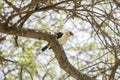 White-headed Buffalo-Weaver Dinemellia dinemelli in an Acacia Tree
