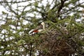 White Headed Buffalo Weaver, dinemellia dinemelli, Adult standing on Acacia Branch, Kenya