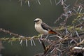 White Headed Buffalo Weaver, dinemellia dinemelli, Adult standing on Acacia Branch, Kenya