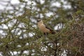 White Headed Buffalo Weaver, dinemellia dinemelli, Adult standing on Acacia Branch, Kenya