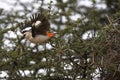 White Headed Buffalo Weaver, dinemellia dinemelli, Adult Taking off from Acacia Branch, Kenya