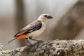 White-headed Buffalo Weaver - Dinemellia dinemelli