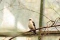 White headed buffalo weaver, Dinemellia dinemelli