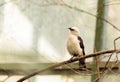 White headed buffalo weaver, Dinemellia dinemelli