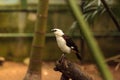 White headed buffalo weaver, Dinemellia dinemelli Royalty Free Stock Photo