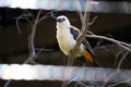 White-Headed Buffalo Weaver (Dinemellia dinemelli), is a species of passerine bird in the family Ploceidae Royalty Free Stock Photo