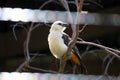 White-Headed Buffalo Weaver (Dinemellia dinemelli), is a species of passerine bird in the family Ploceidae Royalty Free Stock Photo