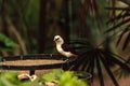 White-headed Buffalo weaver, Dinemellia dinemelli