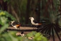 White-headed Buffalo weaver, Dinemellia dinemelli