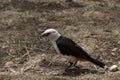 White-headed buffalo weaver , Dinemellia dinemelli