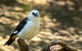 White-headed buffalo weaver, Dinemellia dinemelli