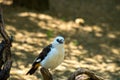 White-headed buffalo weaver, Dinemellia dinemelli