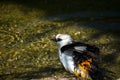 White-headed buffalo weaver, Dinemellia dinemelli