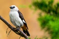 White headed Buffalo Weaver Royalty Free Stock Photo