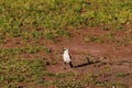 White-headed Buffalo-Weaver. Serengeti, Tanzania