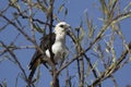 White headed Buffalo-Weaver sitting in the crown of a tree in the bush savannah