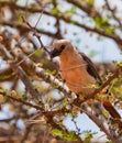 A White-headed Buffalo Weaver with a twig