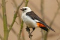 White-headed buffalo weaver or white-faced buffalo-weaver, Dinemellia dinemelli, white and gray bord from Kenya, Africa. Wildlife