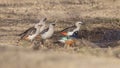 White-headed Buffalo Weavers Drink Water