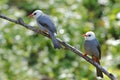 White-headed Bulbul Hypsipetes thompsoni Beautiful Birds of Thailand Royalty Free Stock Photo