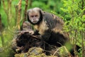 White-headed capuchin Royalty Free Stock Photo