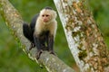 White-headed Capuchin, black monkey sitting on the tree branch in the dark tropic forest. Cebus capucinus in gree tropic vegetatio