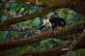 White-headed Capuchin, black monkey sitting on tree branch in the dark tropic forest. Royalty Free Stock Photo