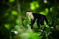 White-headed Capuchin, black monkey sitting on tree branch in the dark tropic forest. Wildlife Costa Rica. Royalty Free Stock Photo