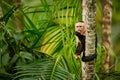 White-headed Capuchin, black monkey sitting on tree branch in th