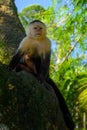 White-headed Capuchin, black monkey sitting on the tree branch in the dark tropical forest Royalty Free Stock Photo