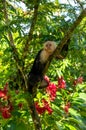 White-headed Capuchin, black monkey sitting on the tree branch in the dark tropical forest Royalty Free Stock Photo