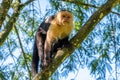 White-headed Capuchin, black monkey sitting on the tree branch in the dark tropical forest Royalty Free Stock Photo